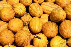 Pumpkins Yellow orange