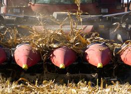 Corn Harvest Combine