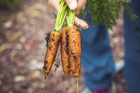 organic carrots with soil