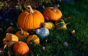 Pumpkins Autumn Decoration grass