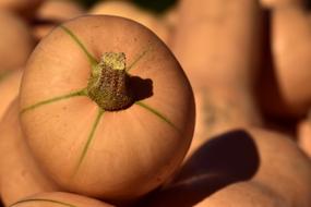 Pumpkin Butternut