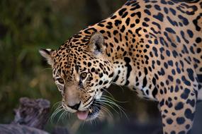 jaguar head close up