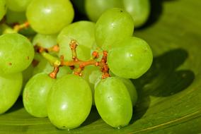 green Grapes, Healthy food