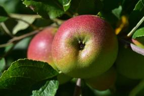 closeup photo of pink-green apples on a branch