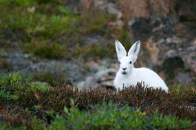 white Arctic Hare in wild