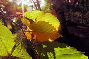 sun Autumn Yellow Leaves