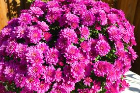 purple chrysanthemum in bloom