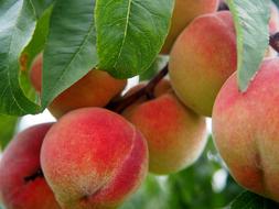 ripe velvet peaches on a branch