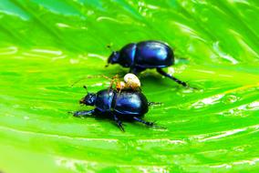 black Beetles Forest