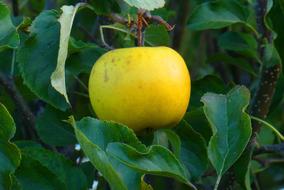 ripe yellow apple on a branch in the garden