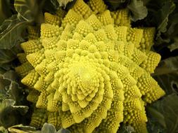 Romanesco broccoli, raw vegetable