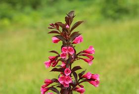 Closeup picture of Krzewuszka Beautiful Ornamental flowers
