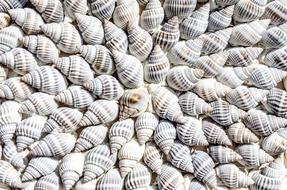 Abstract beach Animals