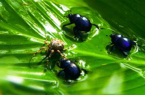 Beetles Arachnid Victim