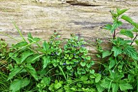 Plant Nettle Flower
