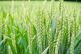 Nature Spike Cereals green