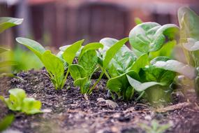 spinach, new plants in soil
