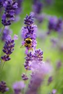 bumblebee on purple lavender