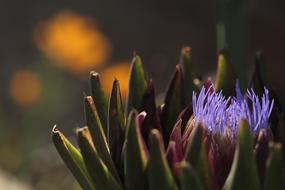 perfect Artichoke Purple