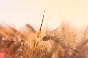 ripe Barley ears at Backlighting