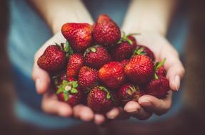 handful of ripe strawberries in hands close-up