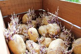 growing Potatoes in Nature