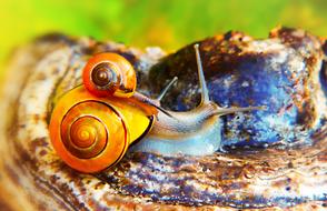 spiral snails close up on blurred background