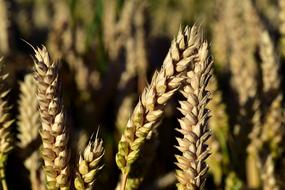 Wheat Spike ears of corn