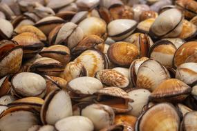 sale of fresh mollusks in the Mediterranean market