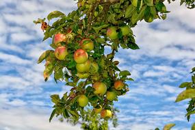 large harvest of apples on the tree