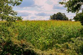 Cornfield Agriculture green