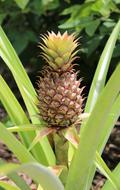 Pineapple plant with Fruit