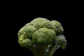 head of Broccoli cabbage at dark background