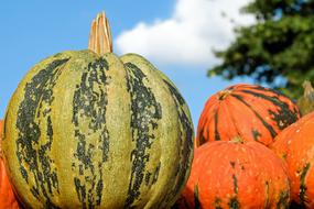 Pumpkin Fig Leaf