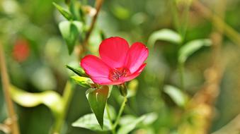 small Red Flower close-up on blurred background