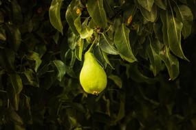 one Green Pear on Tree