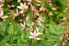 small garden flowers