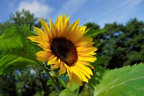 Garden Sunflower