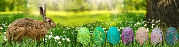 banner easter hare