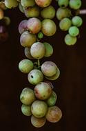 unripe Grapes close up