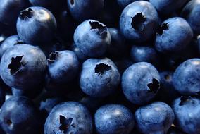 Beautiful organic blueberries