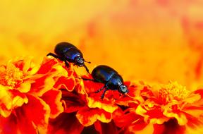 two Beetles on a flowers in a Forest