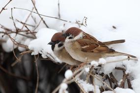 Birds Nature Living