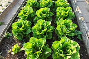 green lettuce grows on the garden