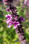 purple basil flowers, macro