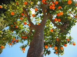 photo of an orange tree against a blue sky