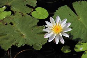cute Lotus Leaf
