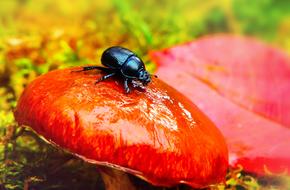 shiny beetle on the forest mushroom