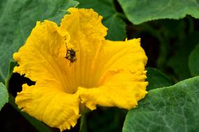 Bloom Pumpkin yellow
