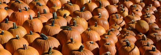 photo of a large crop of pumpkins